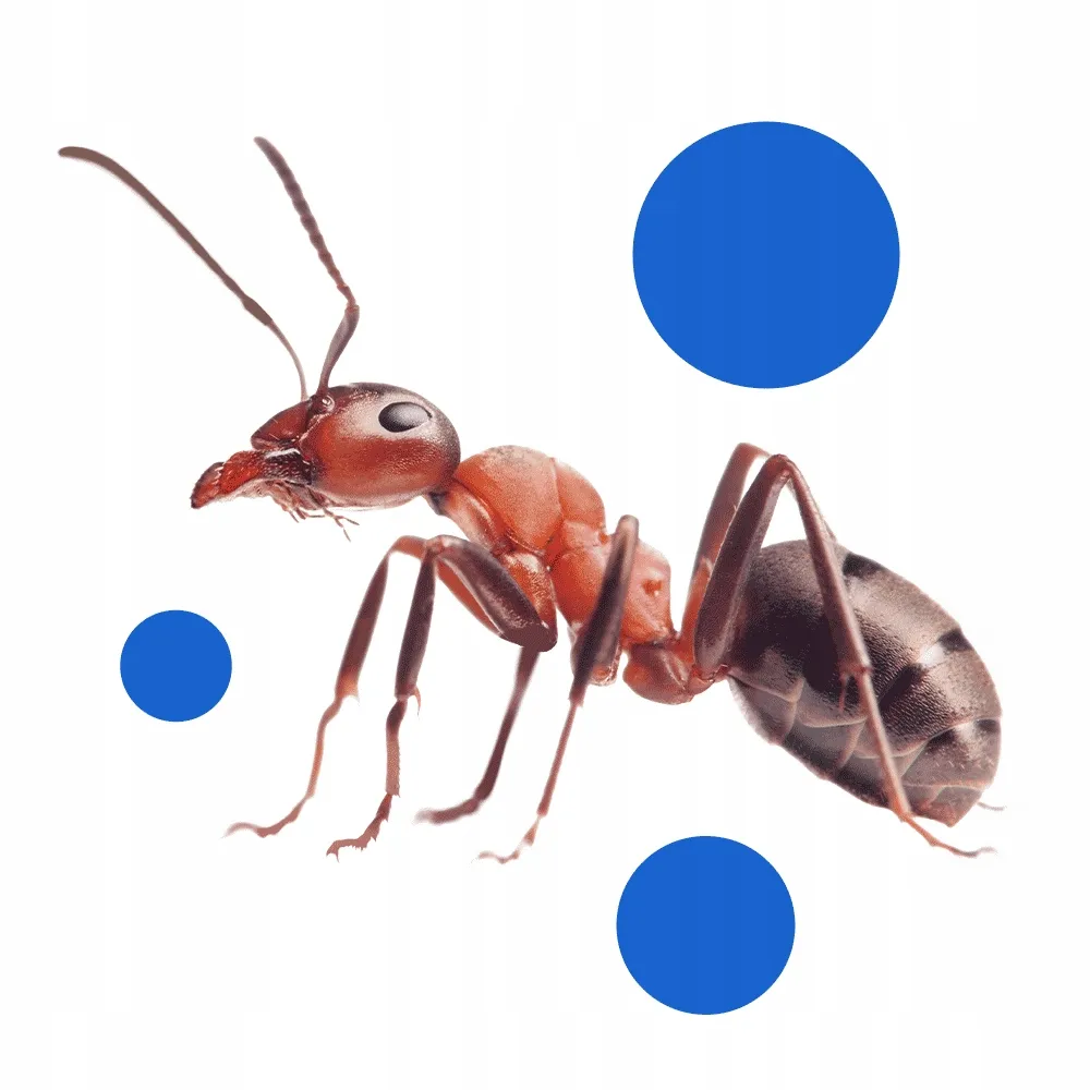 expel-proszek-na-mrowki-100g