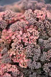 rozchodnik-ogrodowy-globe-pink-sedum-hybridum