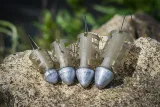 koszyk-matrix-plastic-orbit-feeder-large-50g-plec-nie-dotyczy