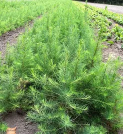 sadzonki-modrzewia-modrzew-europejski-30-50cm