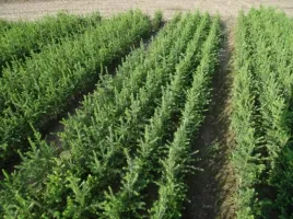 swierk-pospolity-sadzonki-swierka-swierku-super-korzenie-20-40cm