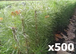 500x-sadzonki-sosny-pospolitej-zwyczajnej-20-50cm