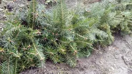 jodla-pospolita-zwyczajna-sadzonki-jodly-20-40cm-abies-alba