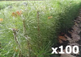 100x-sadzonki-sosny-pospolitej-zwyczajnej-20-50cm