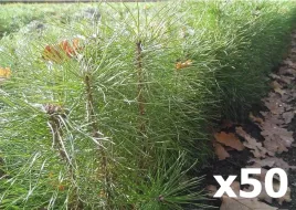 50x-sadzonki-sosny-pospolitej-zwyczajnej-20-50cm