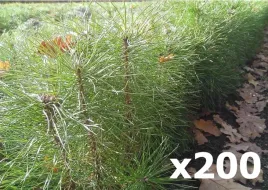 200x-sadzonki-sosny-pospolitej-zwyczajnej-20-50cm