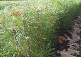 duze-sadzonki-sosny-pospolitej-zwyczajnej-20-50cm