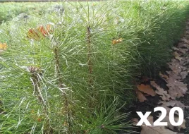 20x-sadzonki-sosny-pospolitej-zwyczajnej-20-50cm