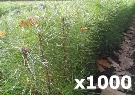 1000x-sadzonki-sosny-pospolitej-zwyczajnej-20-50cm
