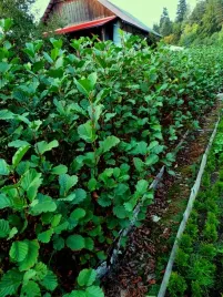 olsza-czarna-sadzonki-olchy-40-70-cm-szkolka-lesna-naturalne-super-korzenie