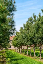 sosna-pospolita-pinus-sylvestris-znana-sosna-zwyczajna-lesna-sadzonka