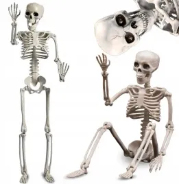 duzy-szkielet-czlowieka-model-kosciotrup-szkieletor-dekoracja-90cm-xxl