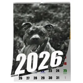kalendarz-pitbull-13-zdjec-na-sciane-a4-swieta-niedziele-handlowe