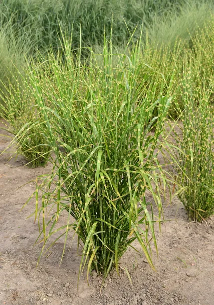 miskant-chinski-zebrinus-miscanthus-sinensis-cechy-charakterystyczne-lubiace-slonce-proste-w-pielegnacji