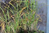 miskant-chinski-zebrinus-miscanthus-sinensis-producent-greenflora