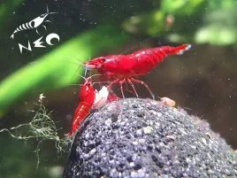 krewetki-czerwone-20szt-gwarancja-bloody-mary-krewetka-red-cherry