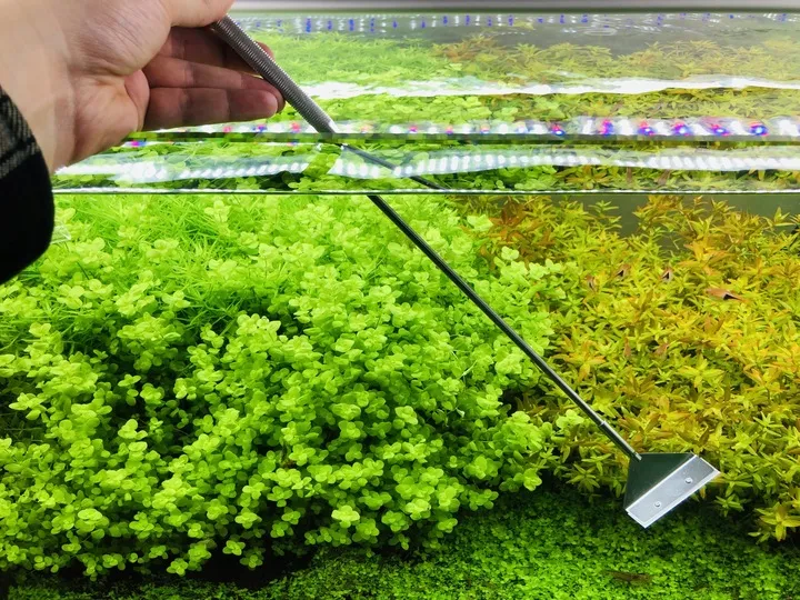 invital-algae-scraper-pro