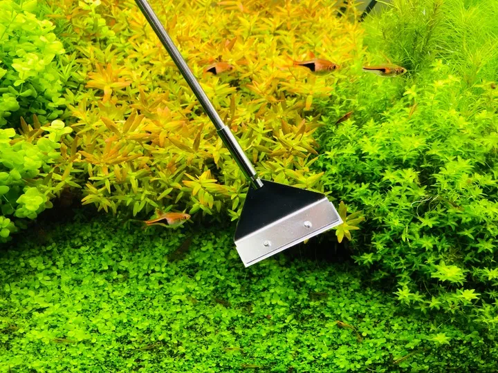 invital-algae-scraper-pro