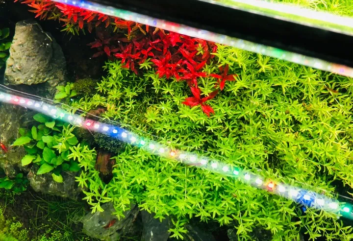 invital-aquaspectrum-led-114w-485cm-marka-invital