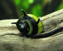 slimak-rogaty-clithon-corona-10szt