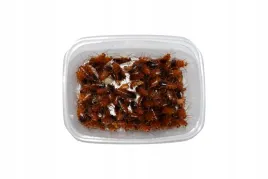 karaczan-karaczany-tureckie-350-sztuk-15-3cm-duze