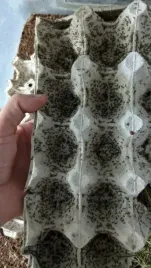 mikro-swierszcze-300-szt-wyleg-swierszcz-bananowy