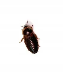 karaczan-argentynski-dubia-2-3-cm-100-szt