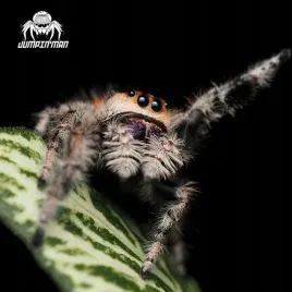 samica-skakun-krolewski-phidippus-regius-soroa-l6-l7-siatka-gratis-skakuny