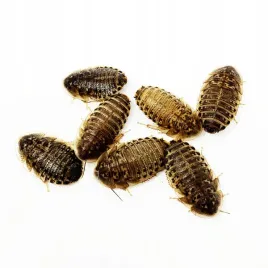karaczany-argentynskie-dubia-3-4-cm-50-szt-duze