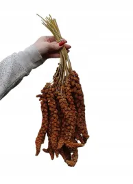 proso-senegalskie-czerwone-w-klosach-1-kg