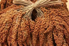 proso-senegalskie-czerwone-w-klosach-naturalny-przysmak-1kg