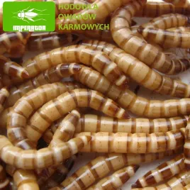 drewnojady-drewnojad-1000-ml-legalna-wysylka