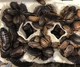 karaczany-argentynskie-dubia-2-3-cm-100-szt