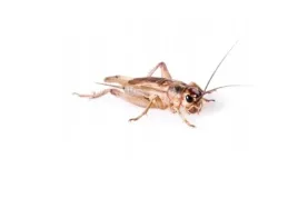 swierszcze-domowe-srednie-500-sztuk