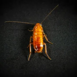 karaczany-tureckie-podrosniety-wyleg-5-10mm-500szt