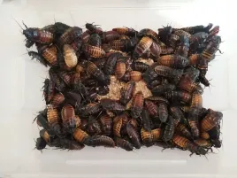 karaczany-madagaskarskie-3-4cm-20-szt