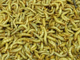 macznik-mlynarek-larwy-500ml-pokarm-dla-owadow-gratis-exotic-leszno