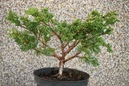 jalowiec-chinski-shimpaku-juniperus-chinensis-0056