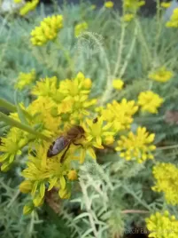 rozchodnik-oscisty-sedum-reflexum