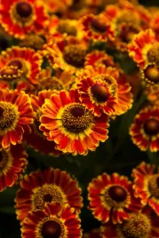 dzielzan-ogrodowy-mariachi-fuego-helenium-x-hybridum