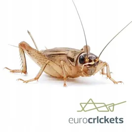 swierszcze-karmowe-xl-duze1925mm-or-1000-szt-or-dla-gadow-or-24h-wysylka