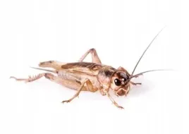 swierszcze-domowe-srednie-duze-15-2cm-ok-100-szt