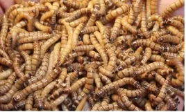 zophobas-morio-drewnojad-drewnojady-250-ml