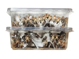 swierszcze-bananowe-srednie-paczka-160-sztuk