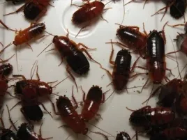 karaczany-tureckie-subadult-100szt-spidersforge