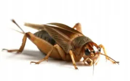 swierszcze-kubanskie-100szt-subimago-2-3cm