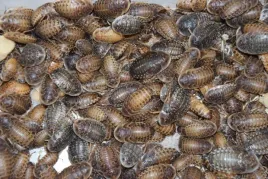 karaczankaraczany-argentynskie-dubia-100szt-2-3cm