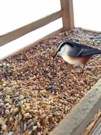 pokarm-dla-ptakow-dzikich-orzechowy-karmnik-slonecznik-10kg-gratis