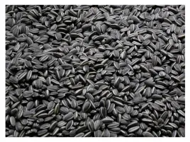 14kg-slonecznik-czarny-nie-luskany-ziarno-na-zime-karmnik-dla-ptakow