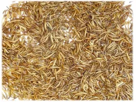 suszone-larwy-macznika-mlynarka-pokarm-dla-jeza-zolwia-ryb-jaszczurki